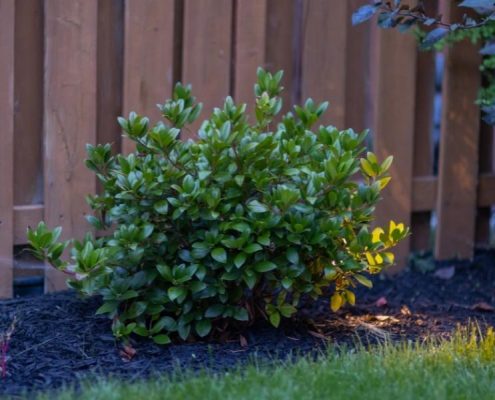 beautiful relaxing backyard landscape project baldwin village custom 1